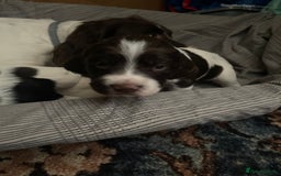 Sprocker dogs for sale: Gorgeous Sprocker Spaniel Puppies 🐶 - Image 13