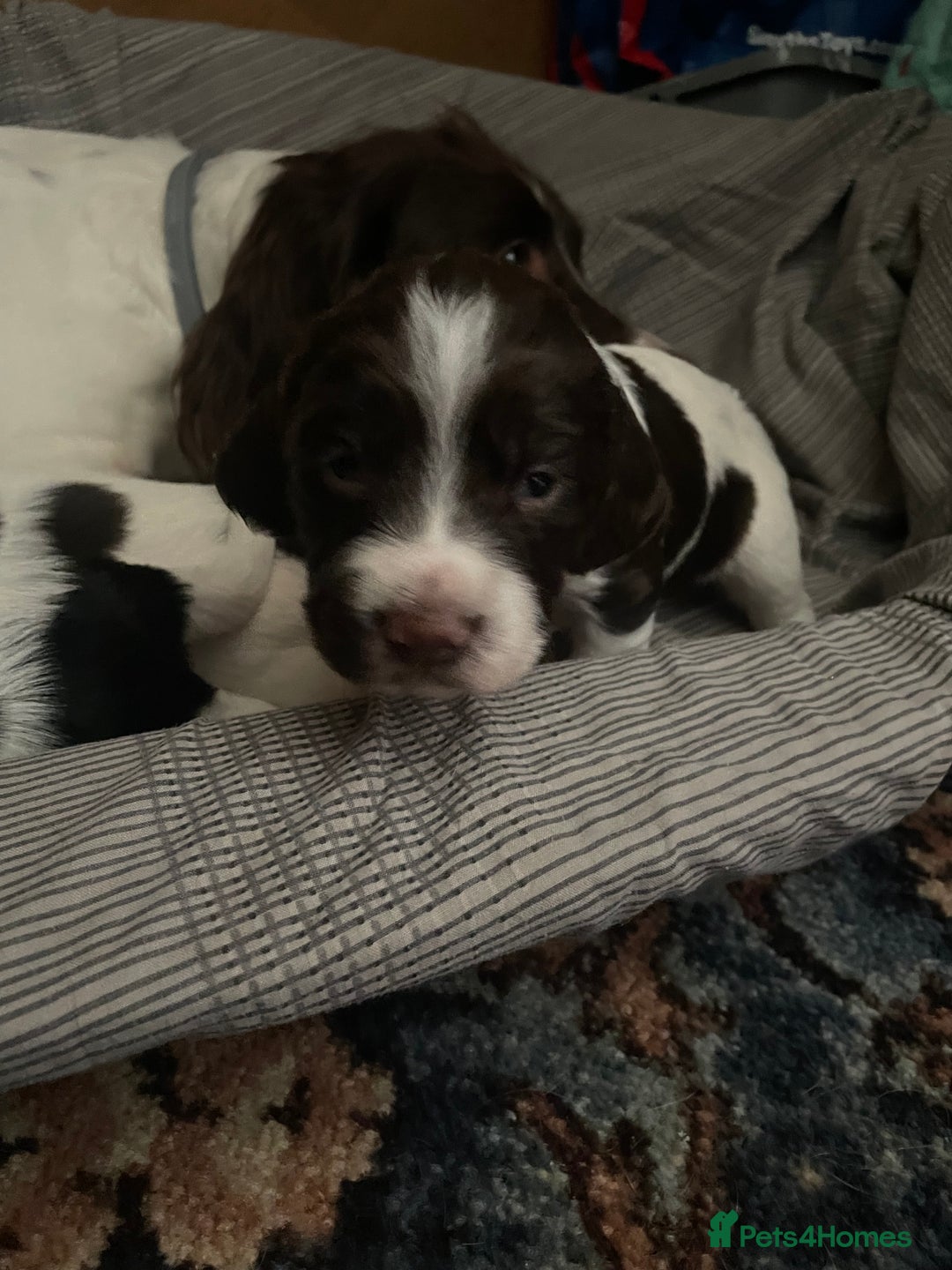 Sprocker dogs for sale: Gorgeous Sprocker Spaniel Puppies 🐶 - Image 13