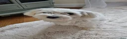 Maltese dogs for sale: 3x Adorable Maltese Puppies in Hereford - Advert 6