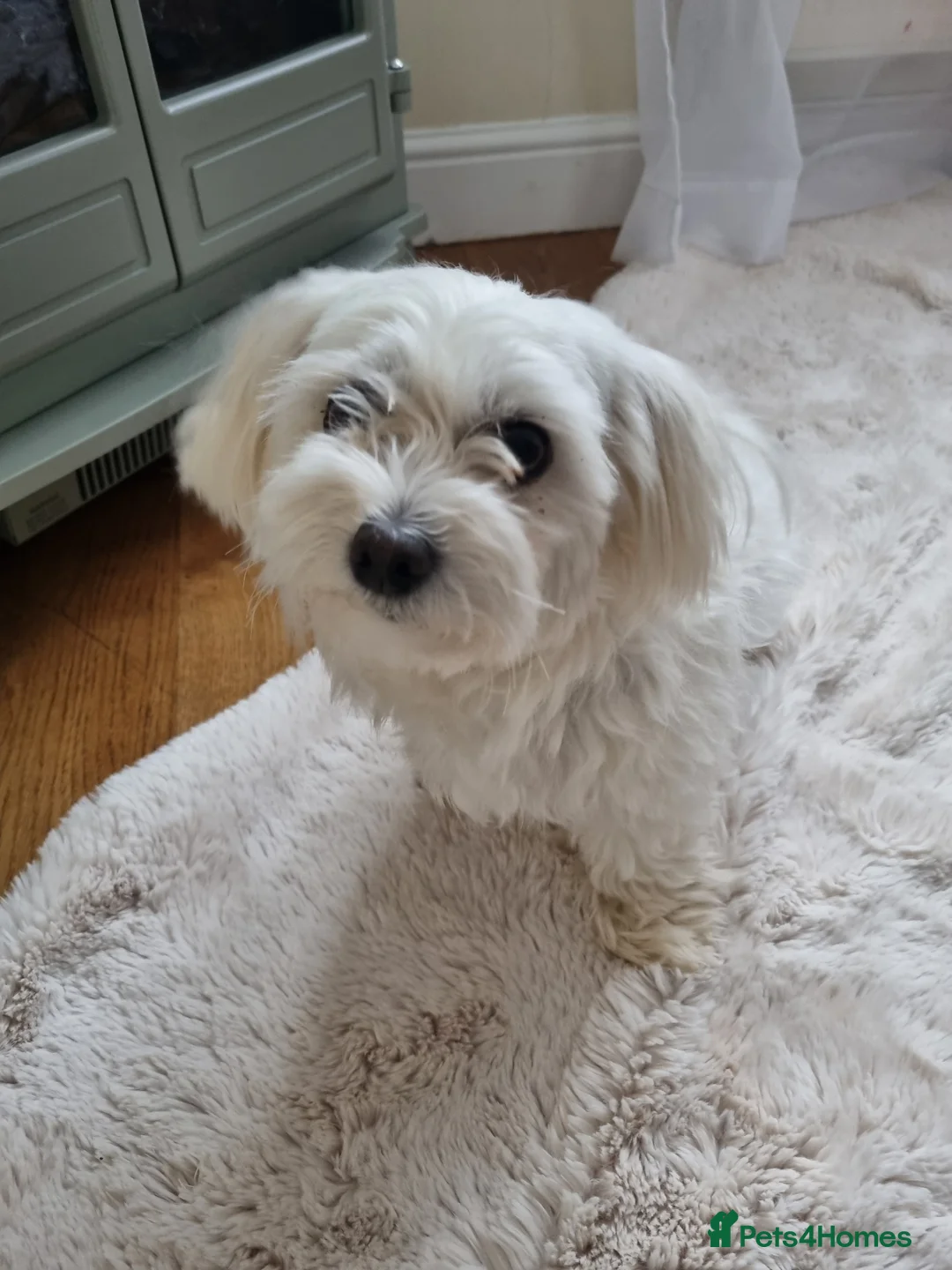 Maltese dogs for sale: 3x Adorable Maltese Puppies in Hereford - Advert 6