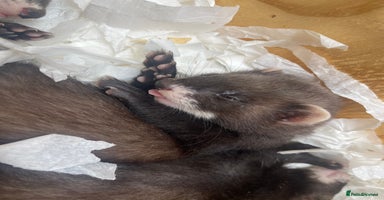 Ferret rodents - Advert 4