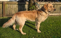 Golden Retriever dogs for stud: 0/0 Hips Proven Working Golden Retriever For Stud  in Taunton - Image 6