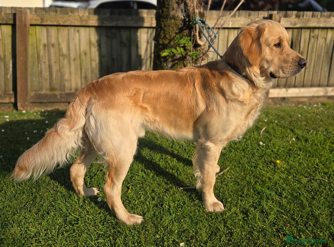Golden Retriever dogs for stud: 0/0 Hips Proven Working Golden Retriever For Stud  in Taunton - Image 6