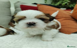 Shih Tzu dogs for sale: Shih Tzu - Image 4