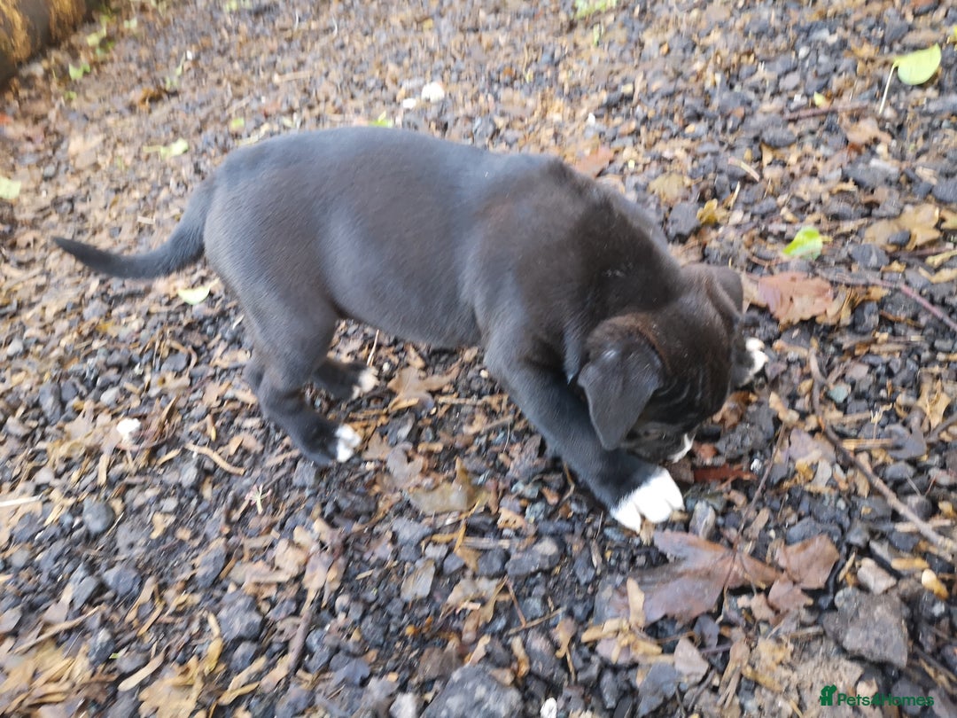 Mixed Breed dogs for sale: Olde english bulldogge x cane corso puppies  - Advert 14