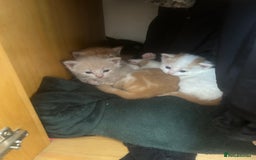 Domestic Shorthair cats for sale: Beautiful kittens ❤️❤️ - Image 12