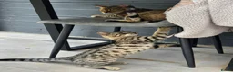Mixed Breed cats for sale: .Bengal mix kitten in Waltham Cross - Advert 2