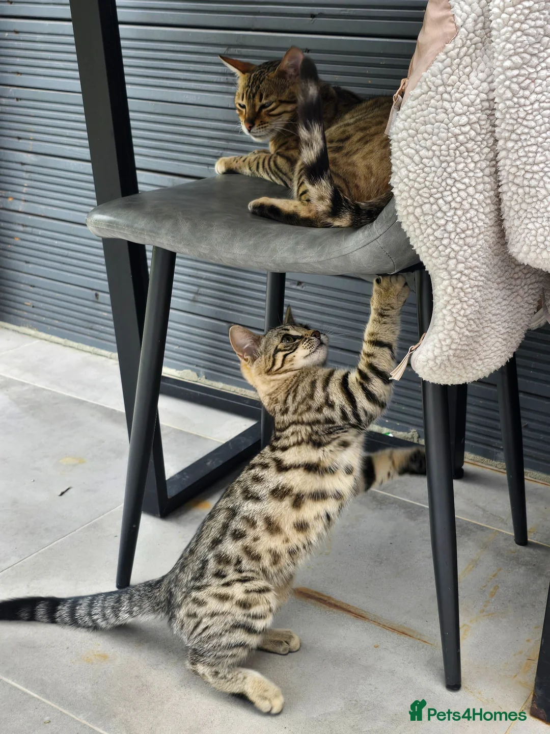 Mixed Breed cats for sale: .Bengal mix kitten in Waltham Cross - Advert 2