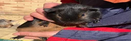Guinea Pig rodents for sale: Pair baby purebred Black Tan brothers - Advert 6