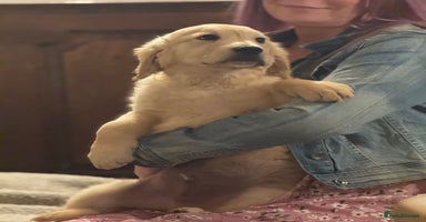 Golden Retriever dogs - Advert 3