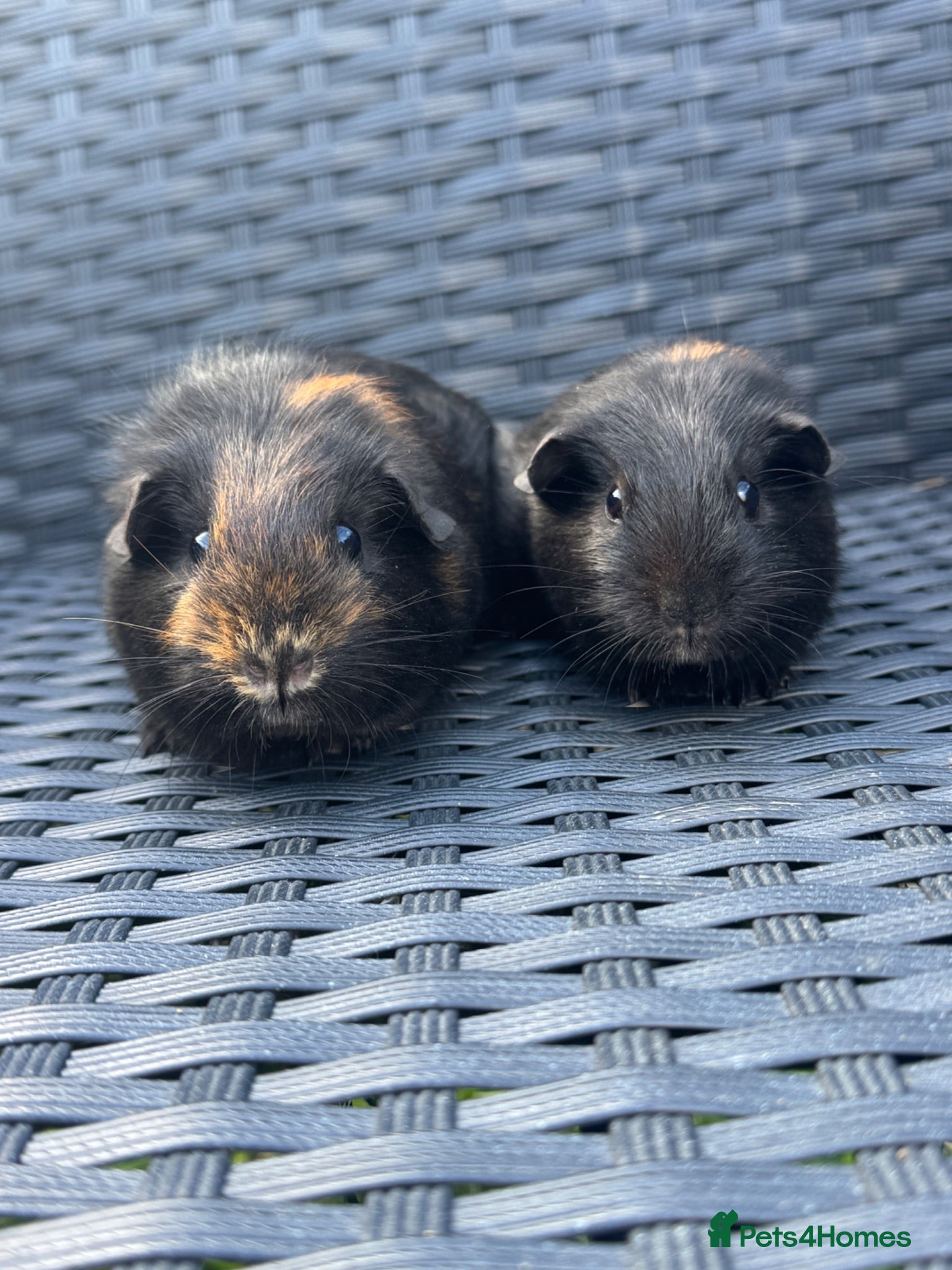 Guinea Pig rodents Two beautiful sisters  - Advert 2