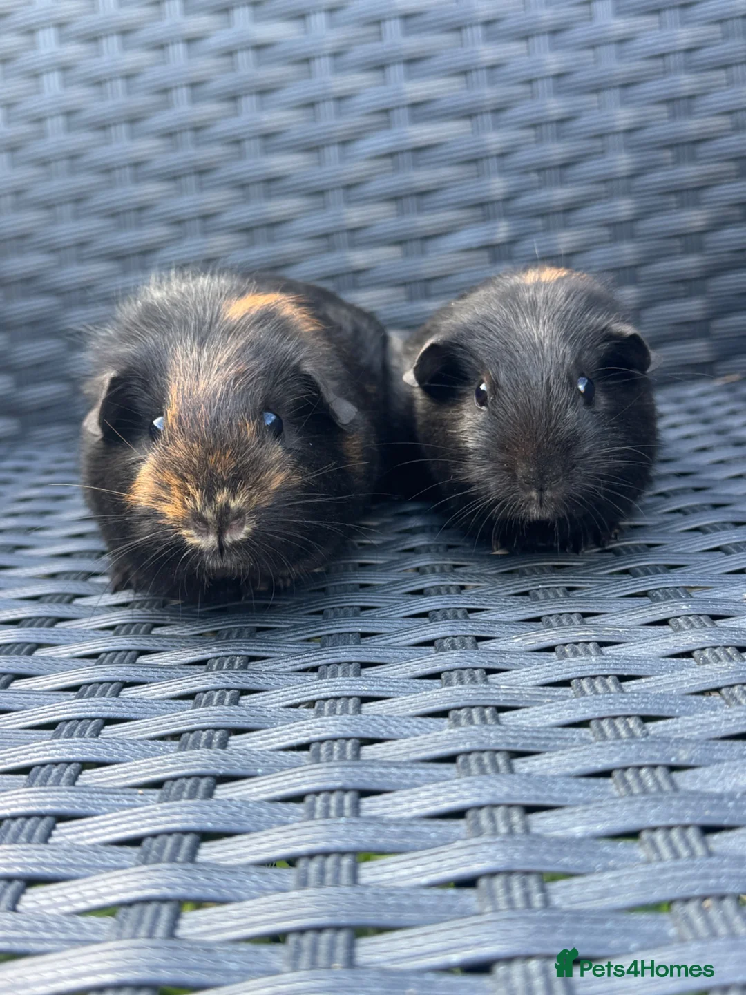 Guinea Pig rodents for sale: Two beautiful sisters  - Advert 1