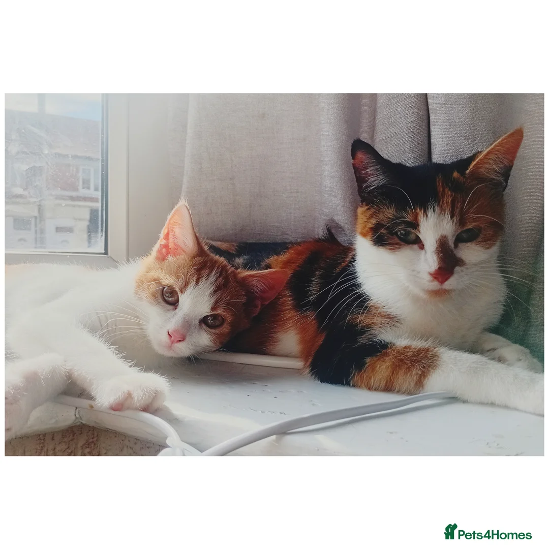 Mixed Breed cats for sale: Beautiful male ginger tabby cat - Advert 1