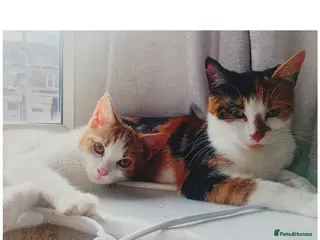 Mixed Breed cats Beautiful male ginger tabby cat - Advert 1