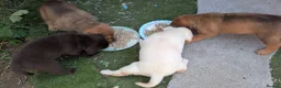 Labrador Retriever dogs for sale: Labrador Retriever amazing puppies to take home - Advert 6