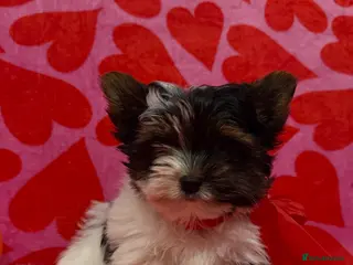 Biewer Terrier dogs Beautiful boys Biewer ready now reduced price - Advert 2