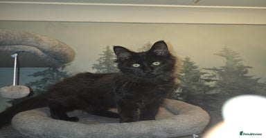 Maine Coon cats Last gorgeous Maine Coon  - Advert 2