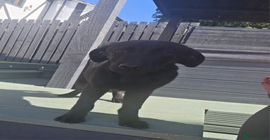 Labrador Retriever dogs - Advert 15