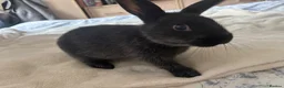Alaska rabbits for sale: 4 alaska baby rabbits  - Advert 3
