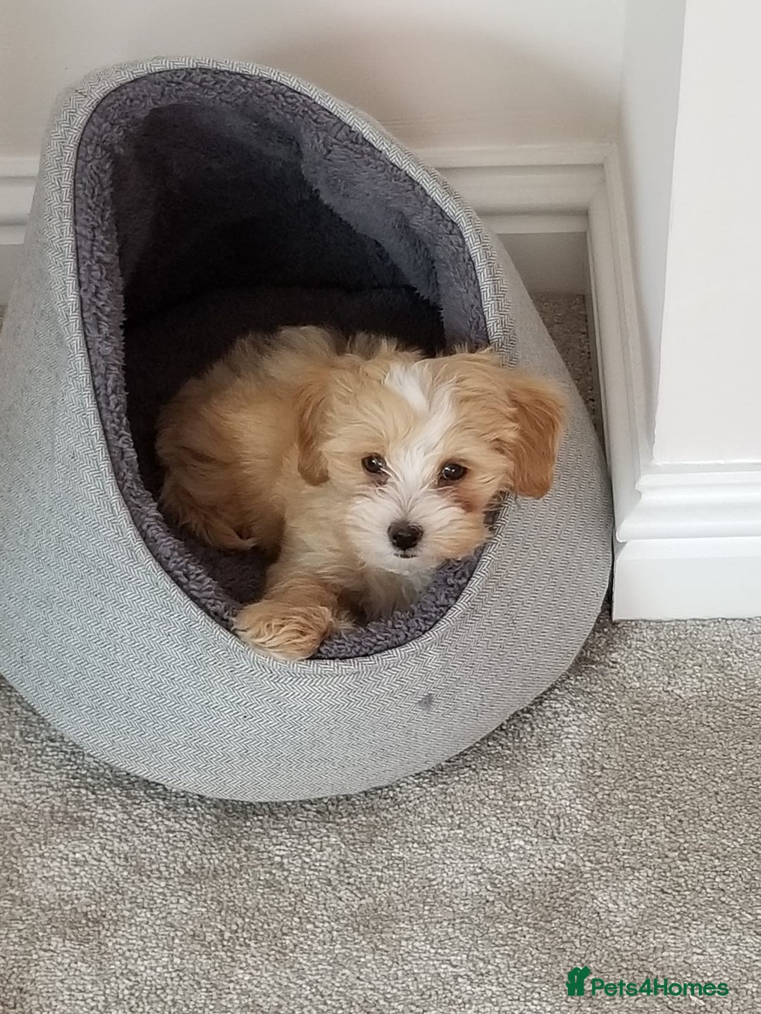 Maltipoo dogs for sale: Wait List Open F1 Genuine Toy Maltipoo - Image 12