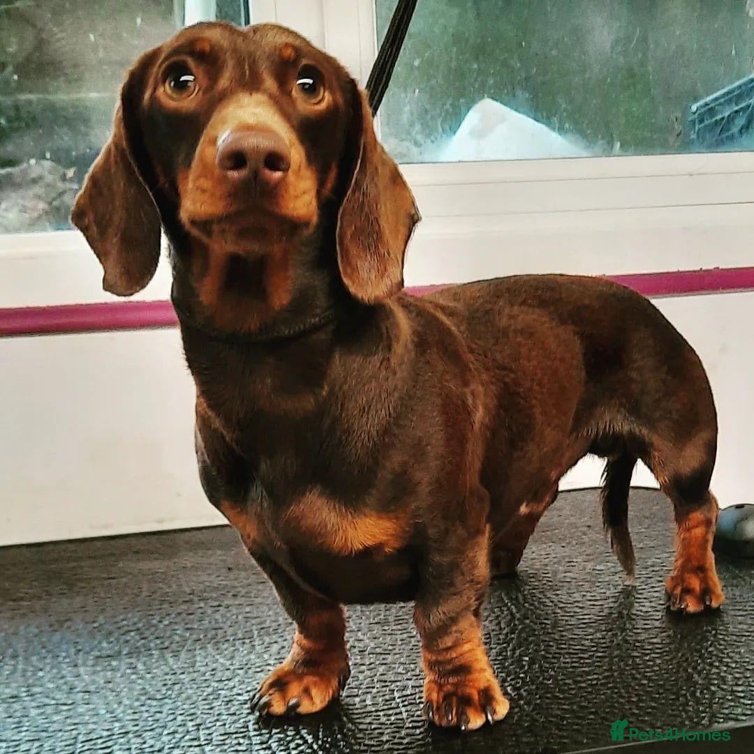 Miniature Dachshund dogs Chocolate and Tan Smooth Coat STUD  in Pontypridd - Advert 4