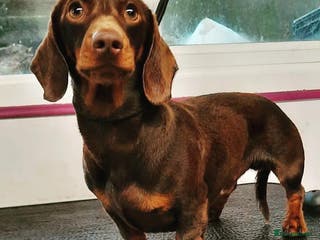Miniature Dachshund dogs Chocolate and Tan Smooth Coat STUD in Pontypridd - Advert 8