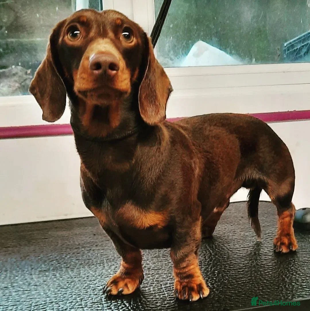 Miniature Dachshund dogs for stud: Chocolate and Tan Smooth Coat STUD  in Pontypridd - Advert 1