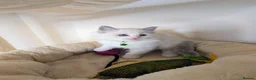 Ragdoll cats for sale: 🏆Tica Registered kittens from EU champion lines🏅 - Advert 35