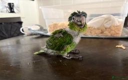 Parrots birds for sale: Baby hahns macaws last couple  - Image 3