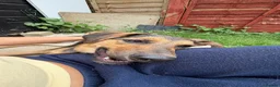 Mixed Breed dogs for sale: Small Cookie is Looking for Forever!  - Advert 13