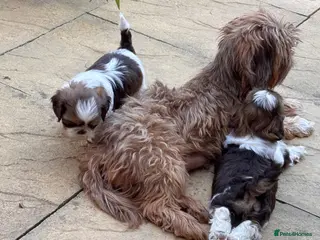 Shih Tzu dogs 3 gorgeous Shih Tzu puppies. - Advert 5