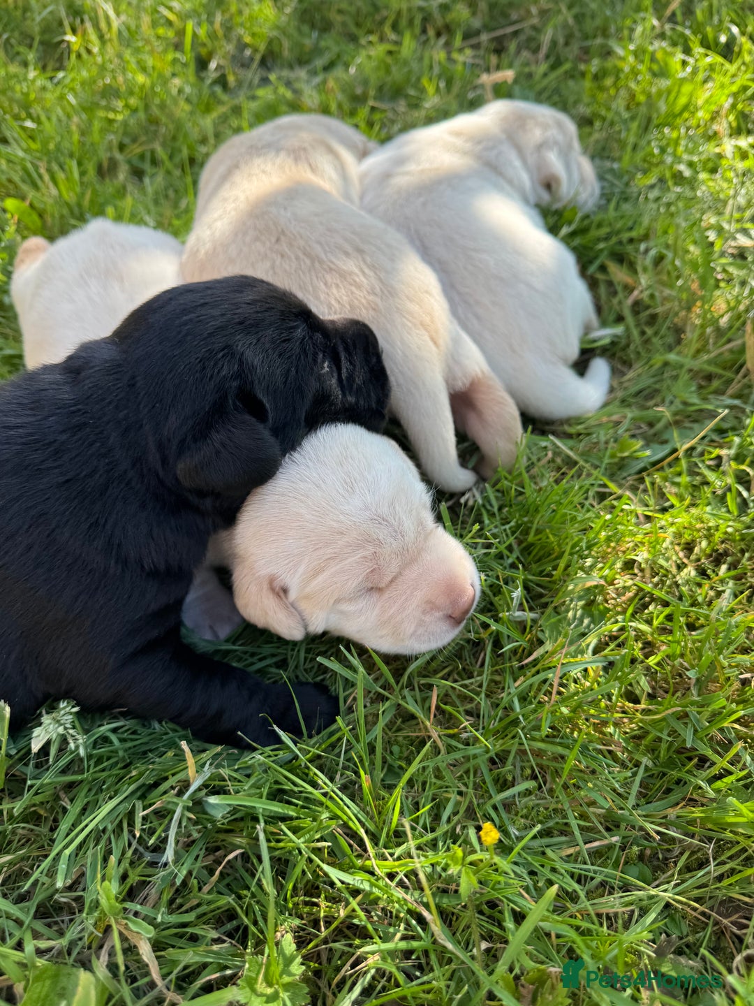 Labrador Retriever dogs for sale: KC health tested Labrador Pups  - Image 8