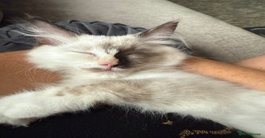 Ragdoll cats - Advert 6