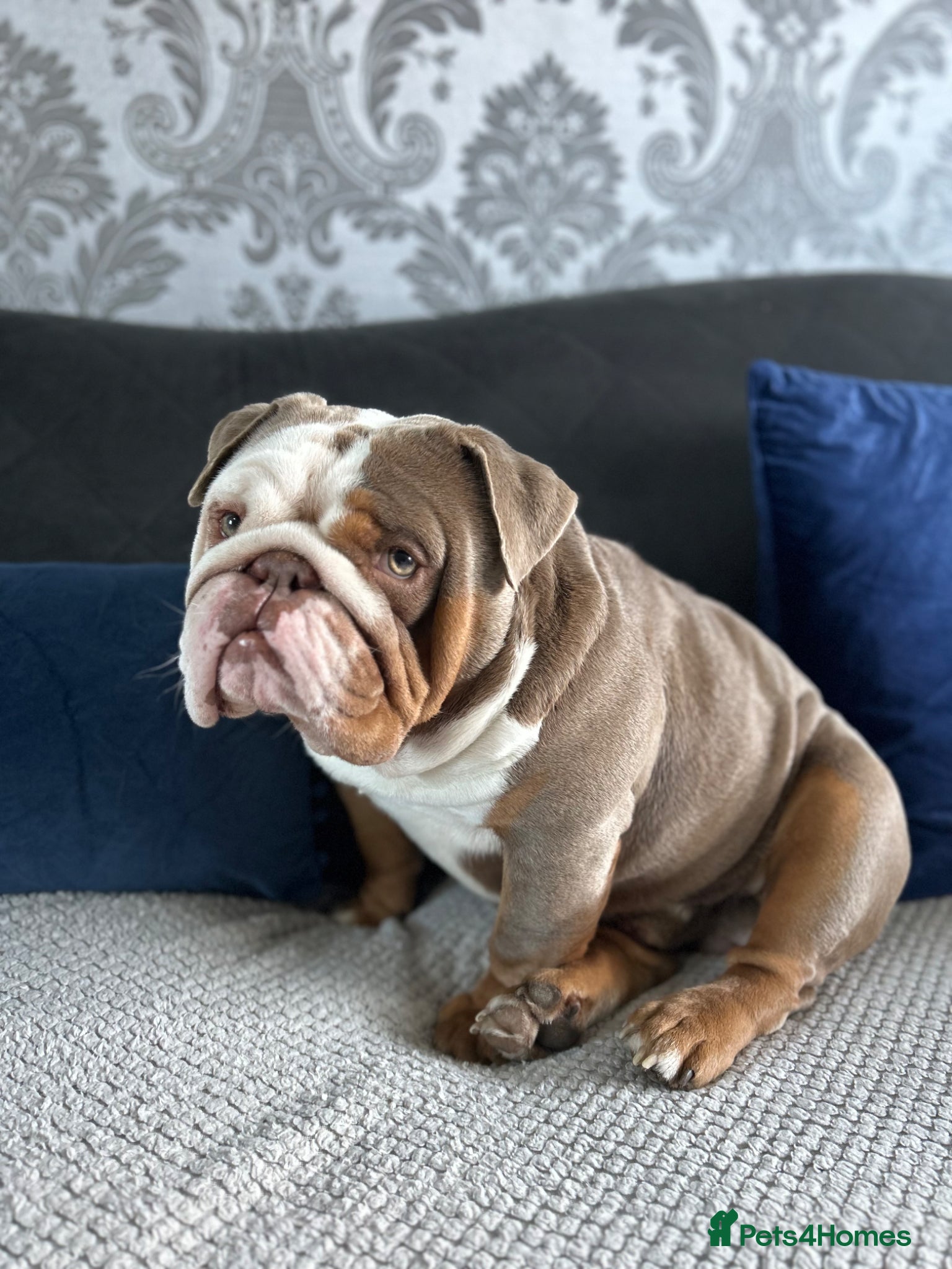 English Bulldog dogs Lilac Flash Stud - Advert 1