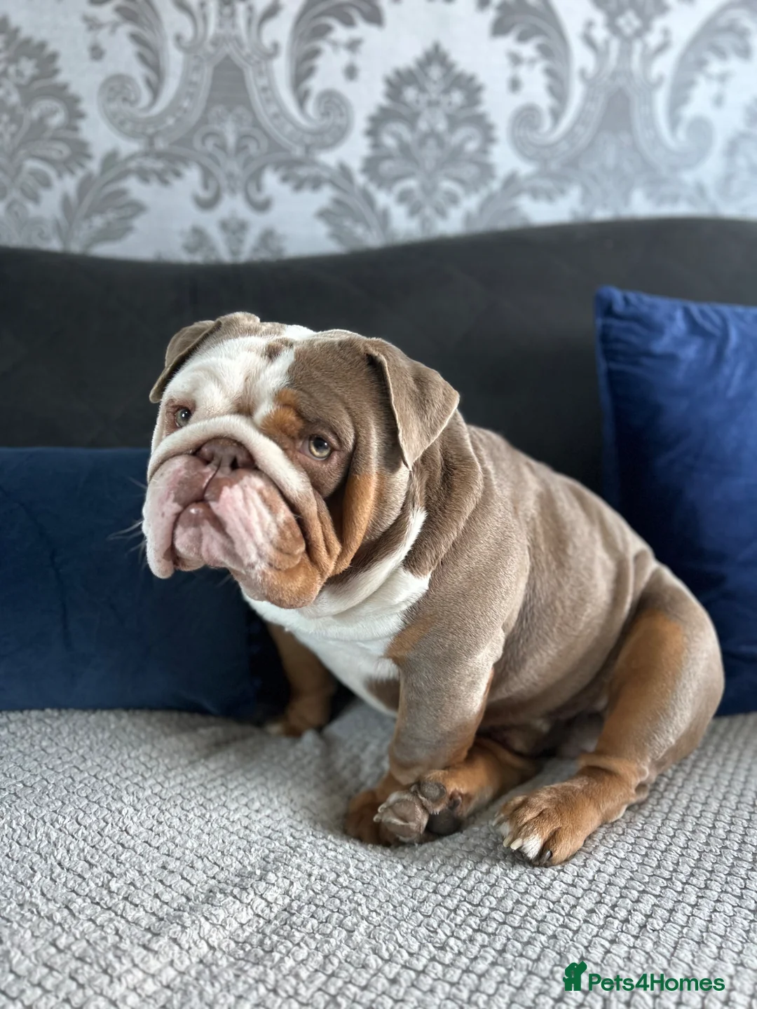 English Bulldog dogs for stud: Lilac Flash Stud in Manchester - Advert 1