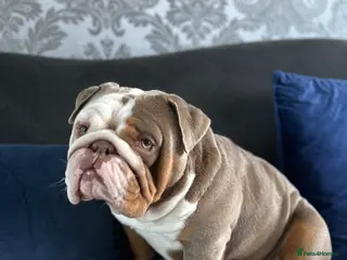 English Bulldog dogs Lilac Flash Stud - Advert 1