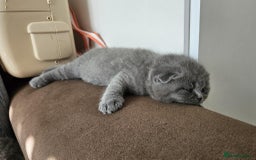Scottish Fold cats for sale: kittens for sale British Shorthair & Scottish Fold - Image 6