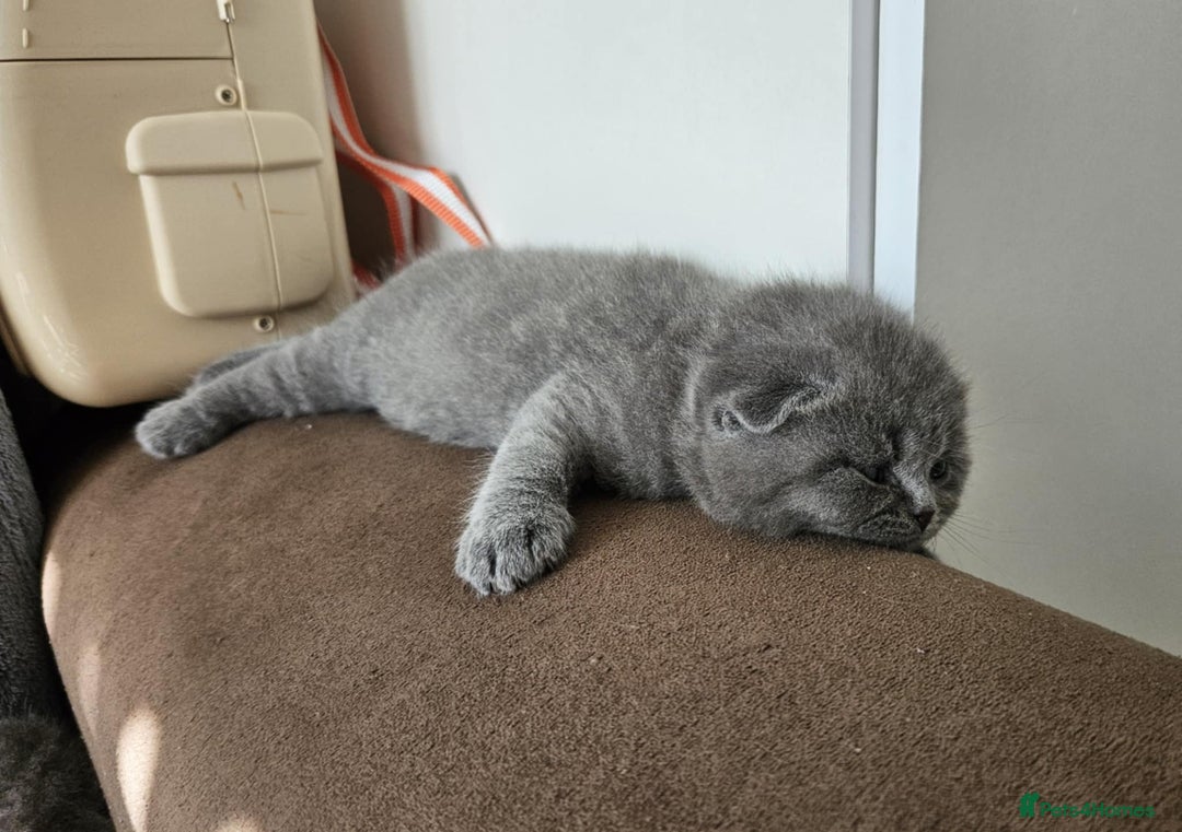 Scottish Fold cats for sale: kittens for sale British Shorthair & Scottish Fold - Image 6