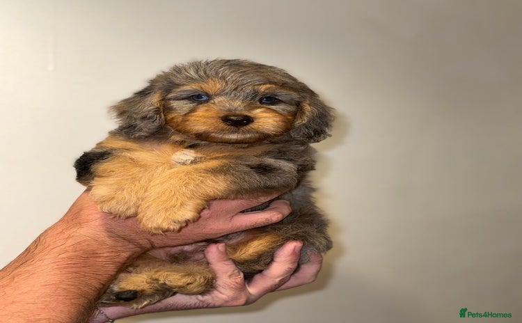 Cockapoo dogs - Advert 1