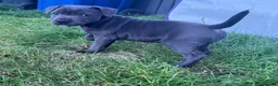 Staffordshire Bull Terrier dogs for sale: Blue KC registered Staffordshire bull terrier - Advert 1