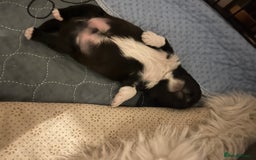 Shih Tzu dogs for sale: Teddy 5 months old Shih Tzu  - Image 10