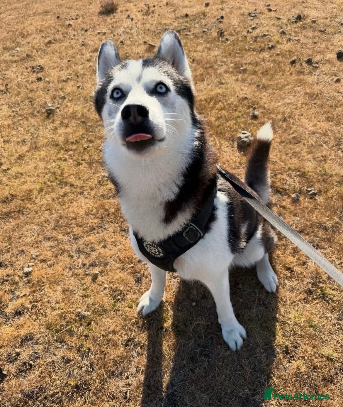 Siberian Husky dogs for sale: Beautiful KC registered Husky Puppies - Advert 16