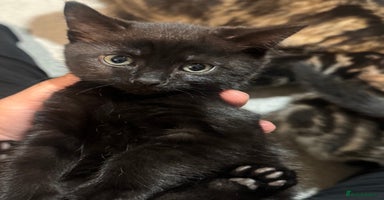 Mixed Breed cats - Advert 2