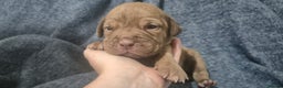 Mixed Breed dogs for sale: Outstanding Mastiff Puppies looking for homes  - Advert 14