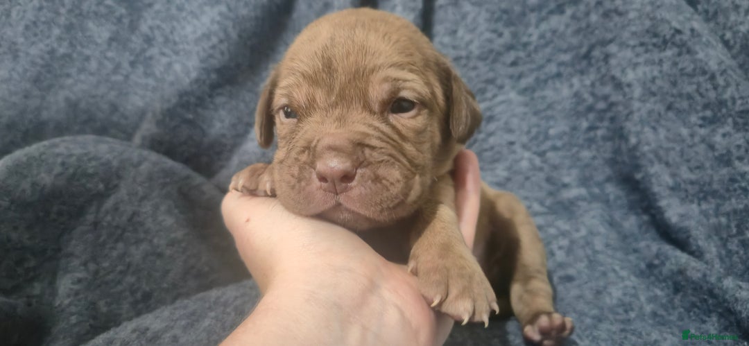 Mixed Breed dogs for sale: Outstanding Mastiff Puppies looking for homes  - Advert 14