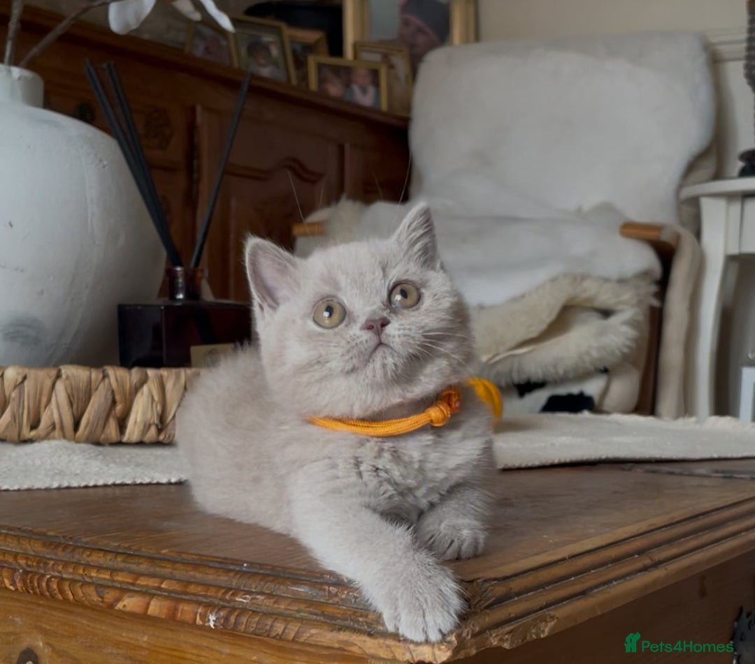 British Shorthair cats for sale: Beautiful Lilac BSH champion Line kittens - Image 27