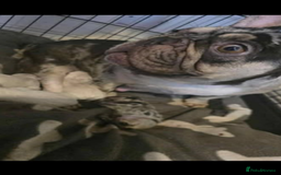 French Bulldog dogs for sale: French bulldog  - Image 7