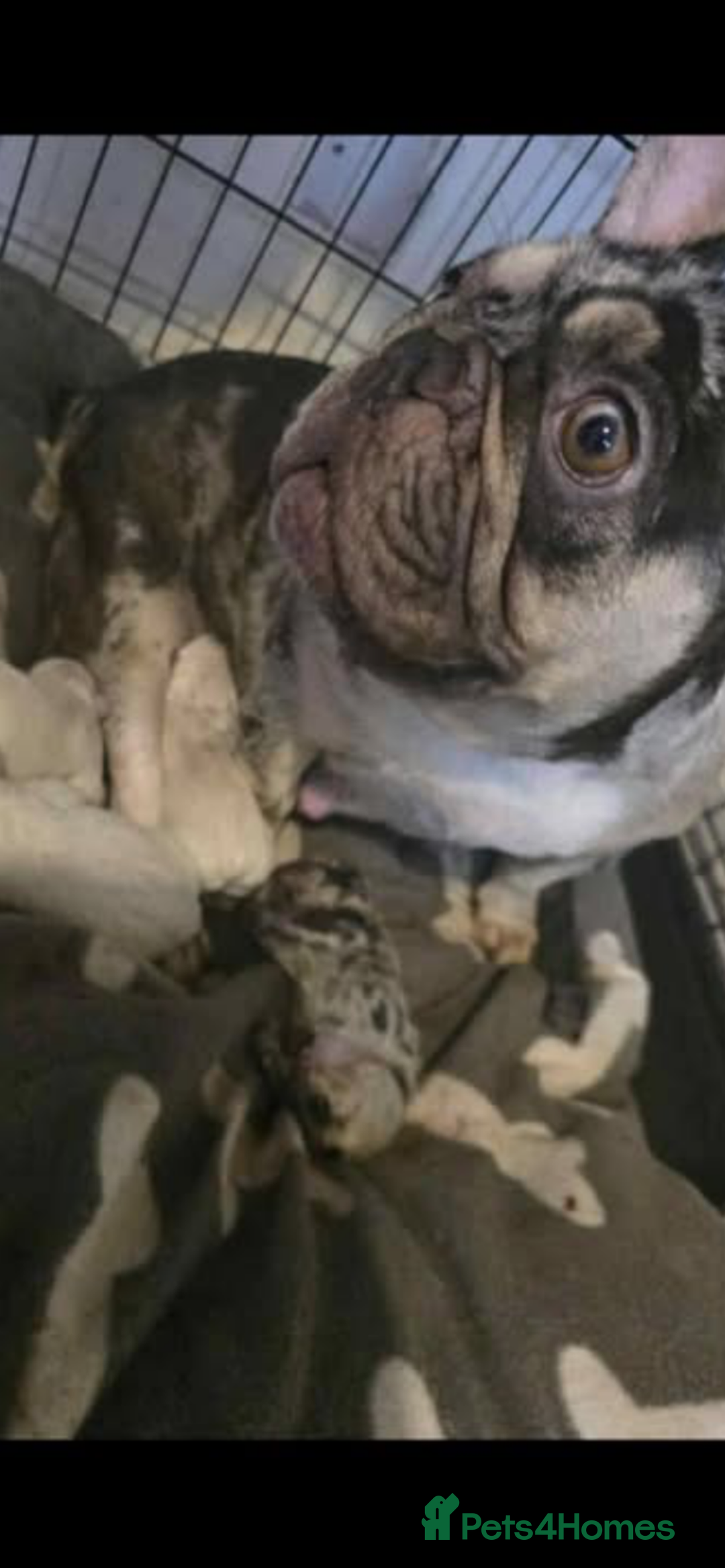 French Bulldog dogs for sale: French bulldog  - Image 7