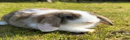Mini Lop rabbits for sale: Mini Lops  - Advert 18