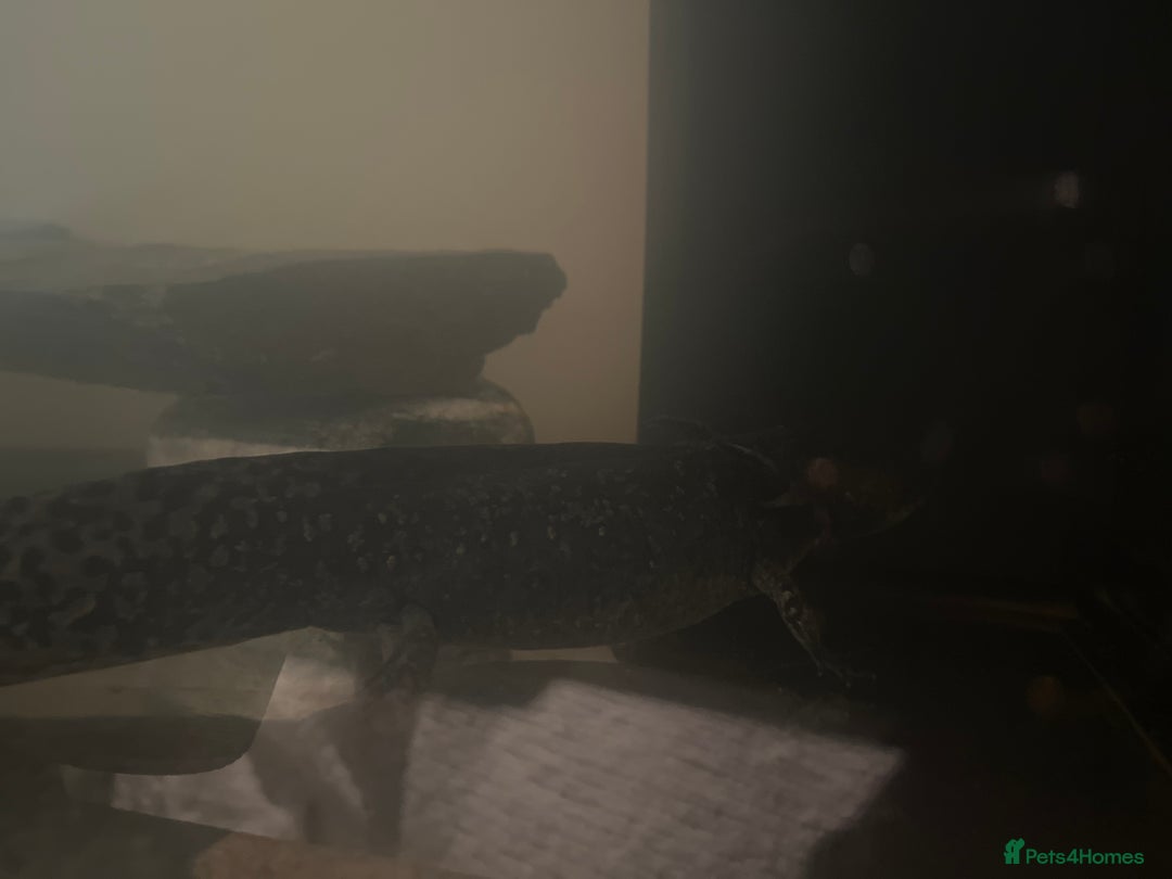 Other/Mixed Breed fish for sale: Axolotl - Advert 3